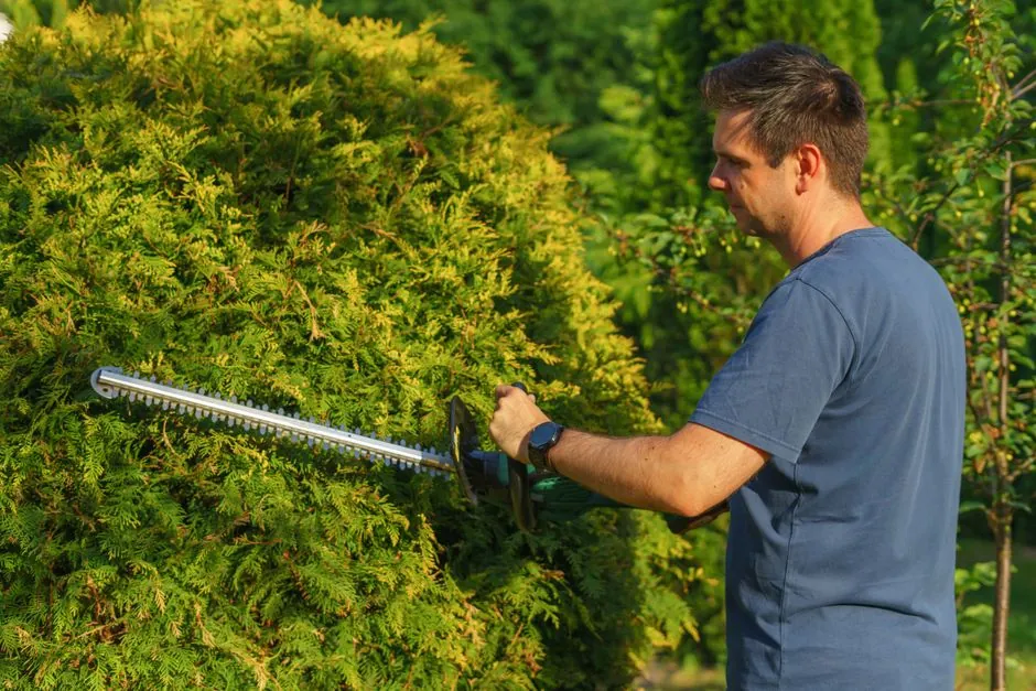 Travaux d'elagage en hauteur