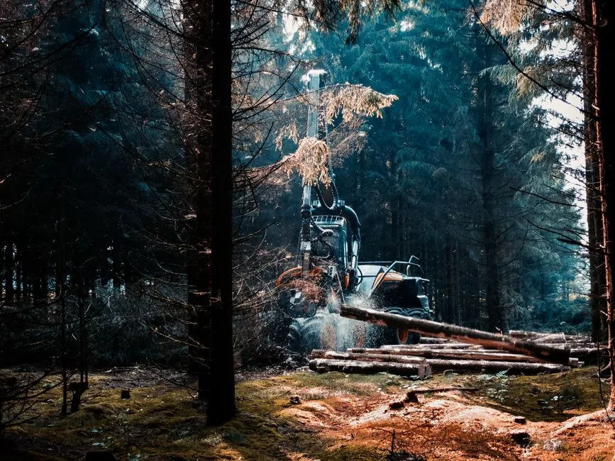 Soin des arbres et entretien d'exterieur